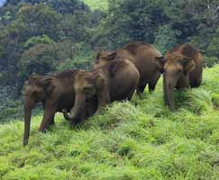 Honeymoon Tour To Thrissur