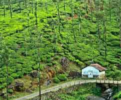 Tour Package Thrissur