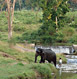 Thrissur Tour Packages